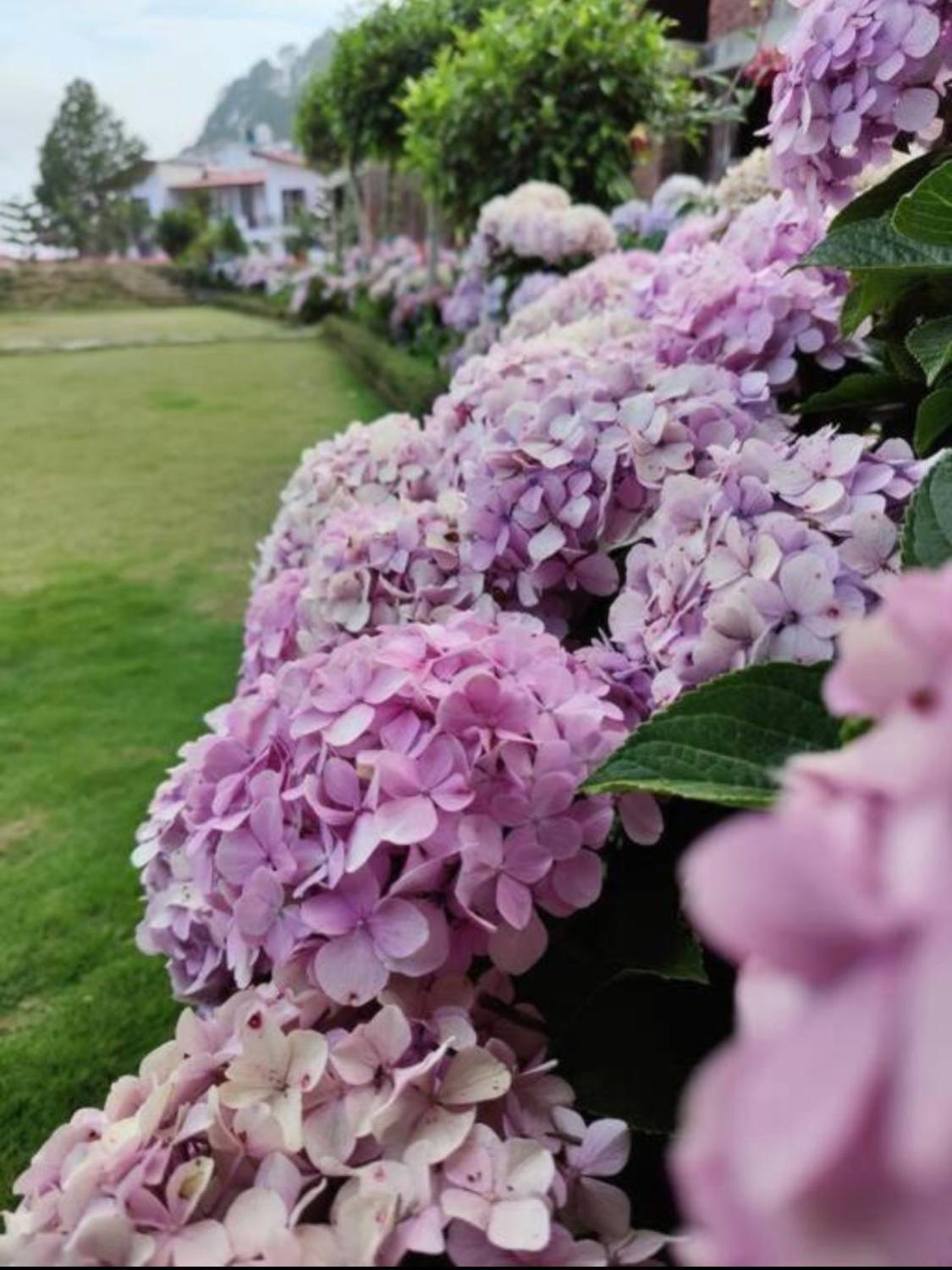 Kafal Tree Home Stay - Pet Friendly Bhowali Eksteriør bilde