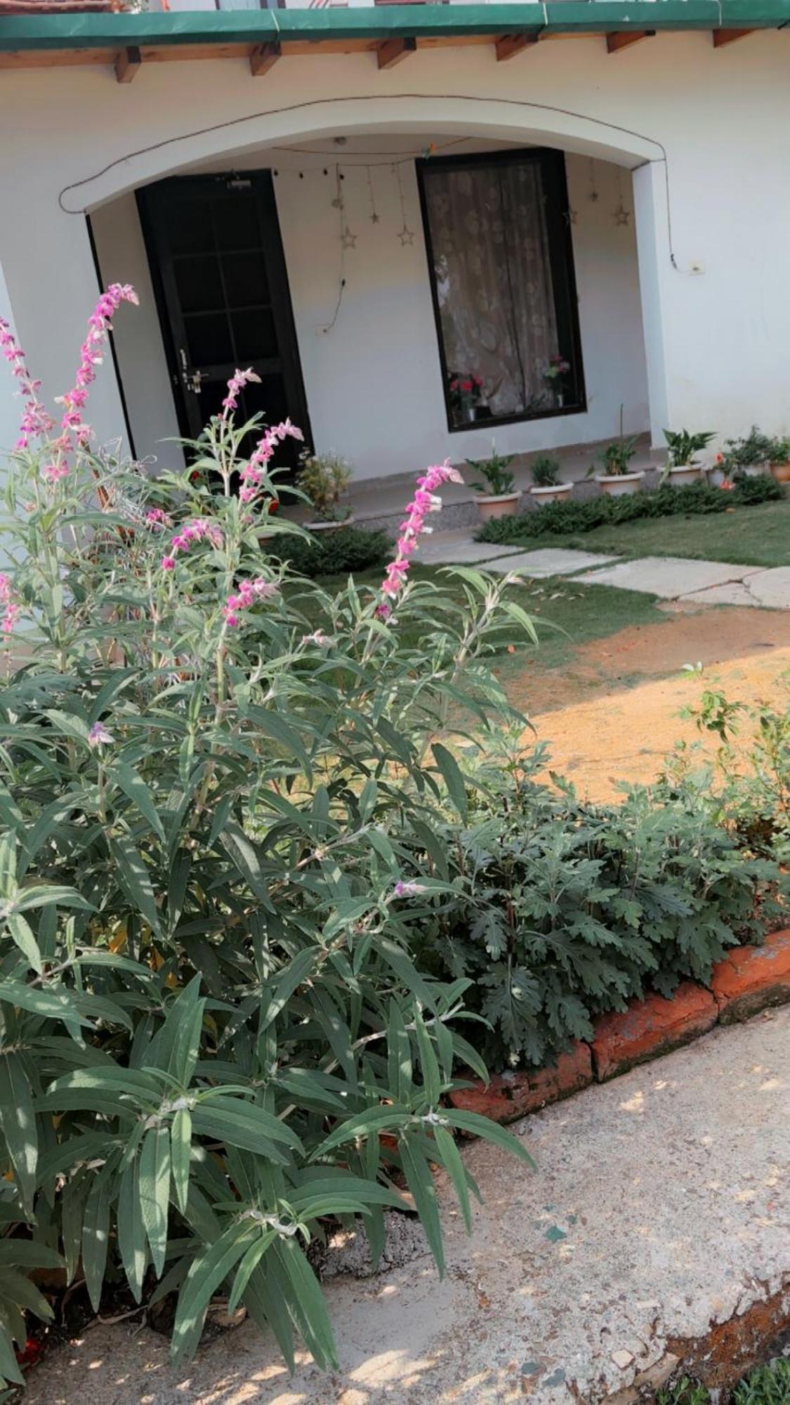 Kafal Tree Home Stay - Pet Friendly Bhowali Eksteriør bilde