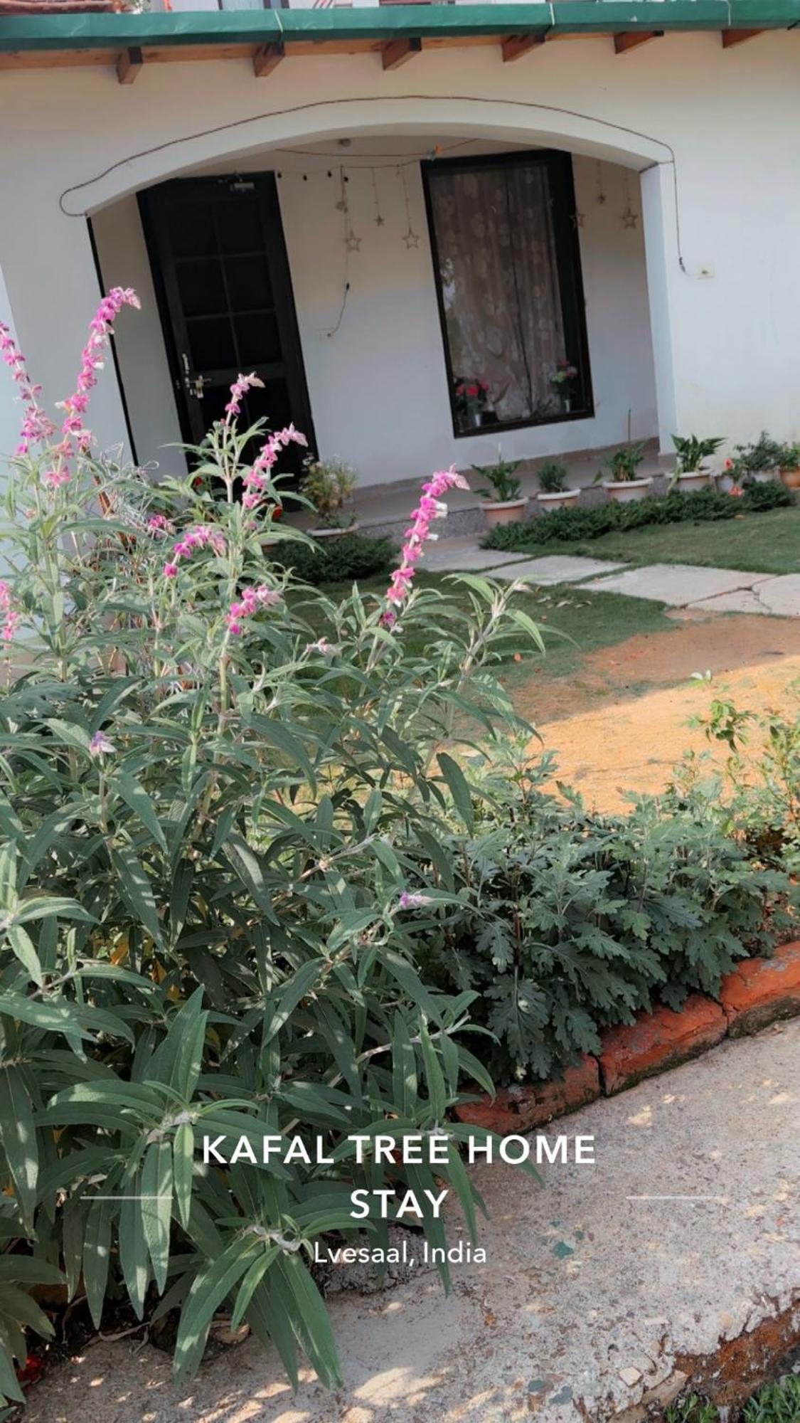 Kafal Tree Home Stay - Pet Friendly Bhowali Eksteriør bilde